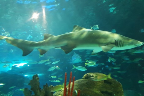 A shark in the Dangerous Lagoon at Ripleys Aquarium of Canada 